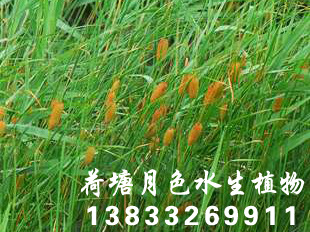 香蒲种苗
